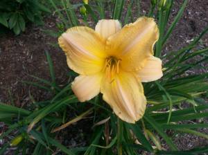 golden-daylily.jpg