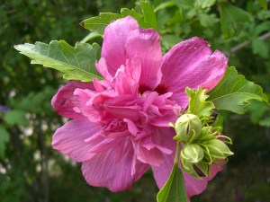 The Rose of Sharon